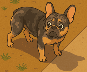 Doofie - 3 year old French Bulldog