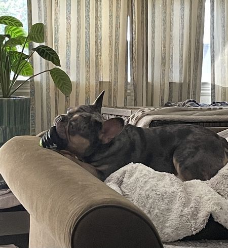 Real: Contentment